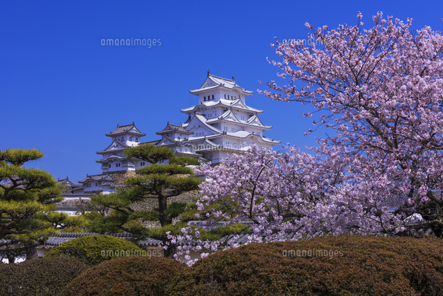 桜咲く姫路城
(c)YOSHITSUGU NISHIGAKI/SEBUN PHOTO