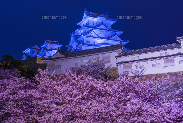 桜咲く姫路城の夜景
(c)YOSHITSUGU NISHIGAKI/SEBUN PHOTO
