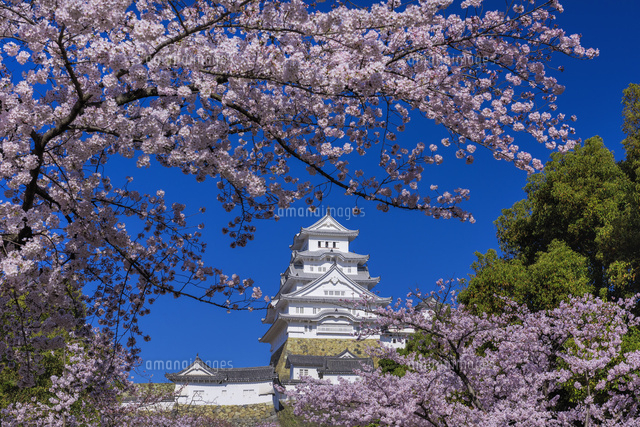 桜咲く姫路城
(c)YOSHITSUGU NISHIGAKI/SEBUN PHOTO