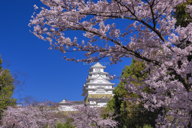 桜咲く姫路城
(c)YOSHITSUGU NISHIGAKI/SEBUN PHOTO