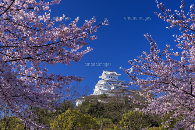 桜咲く姫路城
(c)YOSHITSUGU NISHIGAKI/SEBUN PHOTO