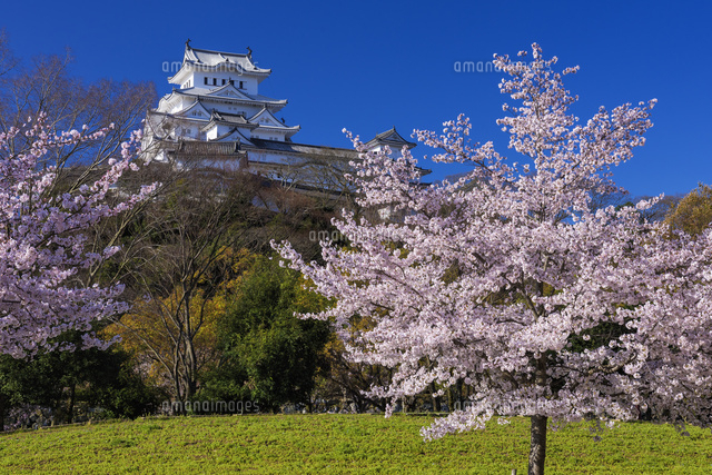 桜咲く姫路城
(c)YOSHITSUGU NISHIGAKI/SEBUN PHOTO