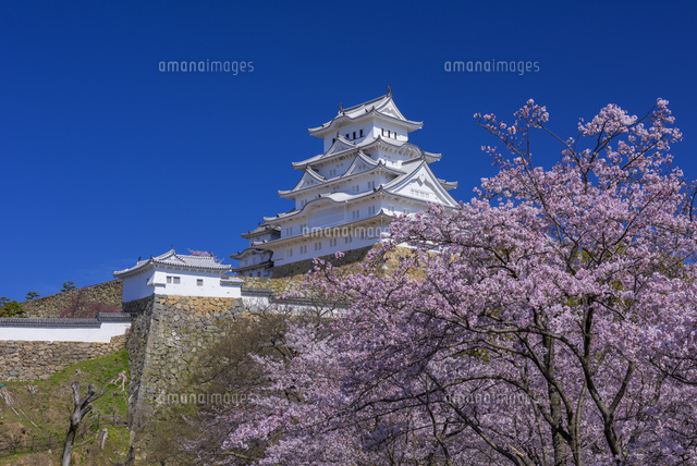 桜咲く姫路城
(c)YOSHITSUGU NISHIGAKI/SEBUN PHOTO