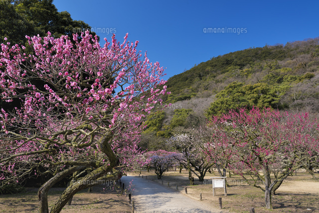 梅と栗林公園
(c)YOSHITSUGU NISHIGAKI/SEBUN PHOTO