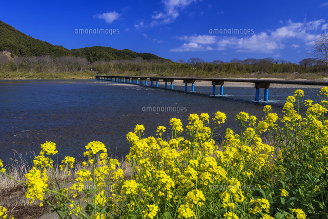 菜の花咲く四万十川と佐田の沈下橋
(c)YOSHITSUGU NISHIGAKI/SEBUN PHOTO