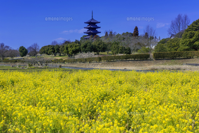 菜の花と備中国分寺
(c)YOSHITSUGU NISHIGAKI/SEBUN PHOTO