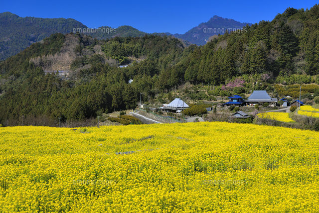江田の棚田と菜の花
(c)YOSHITSUGU NISHIGAKI/SEBUN PHOTO