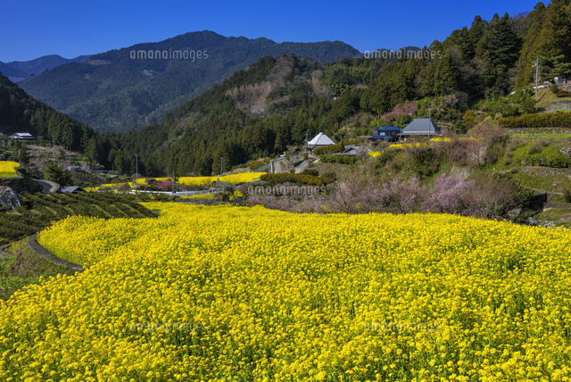 江田の棚田と菜の花
(c)YOSHITSUGU NISHIGAKI/SEBUN PHOTO