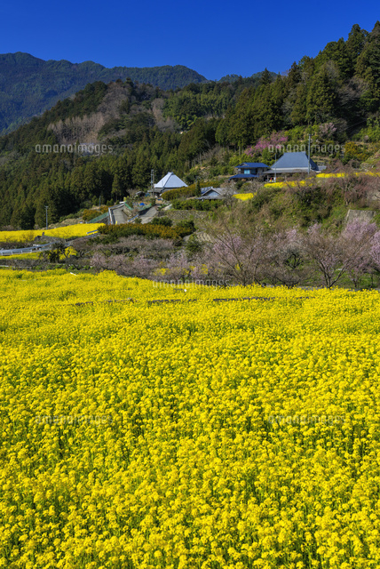 江田の棚田と菜の花
(c)YOSHITSUGU NISHIGAKI/SEBUN PHOTO