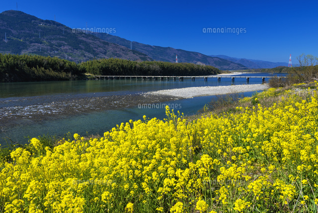 菜の花咲く吉野川と潜水橋
(c)YOSHITSUGU NISHIGAKI/SEBUN PHOTO
