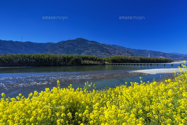 菜の花咲く吉野川と潜水橋
(c)YOSHITSUGU NISHIGAKI/SEBUN PHOTO