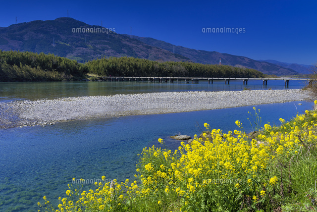 菜の花咲く吉野川と潜水橋
(c)YOSHITSUGU NISHIGAKI/SEBUN PHOTO