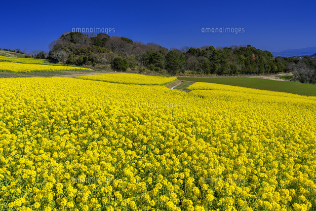 菜の花咲くあわじ花さじき
(c)YOSHITSUGU NISHIGAKI/SEBUN PHOTO