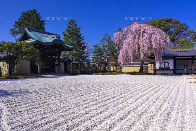 しだれ桜と高台寺庭園
(c)YOSHITSUGU NISHIGAKI/SEBUN PHOTO