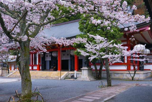 桜咲く鞍馬寺
(c)YOSHITSUGU NISHIGAKI/SEBUN PHOTO