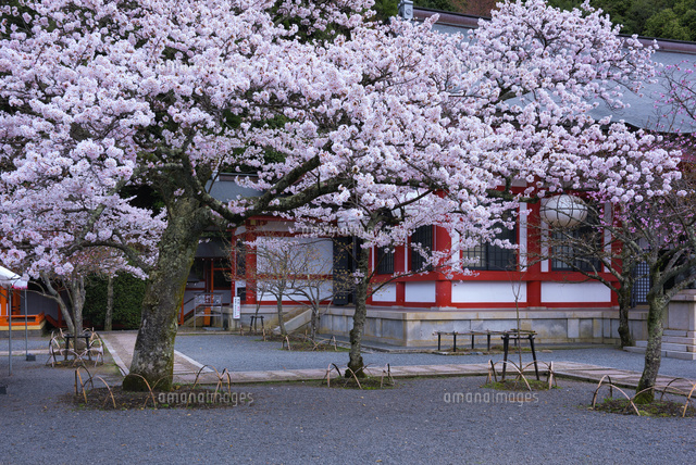 桜咲く鞍馬寺
(c)YOSHITSUGU NISHIGAKI/SEBUN PHOTO