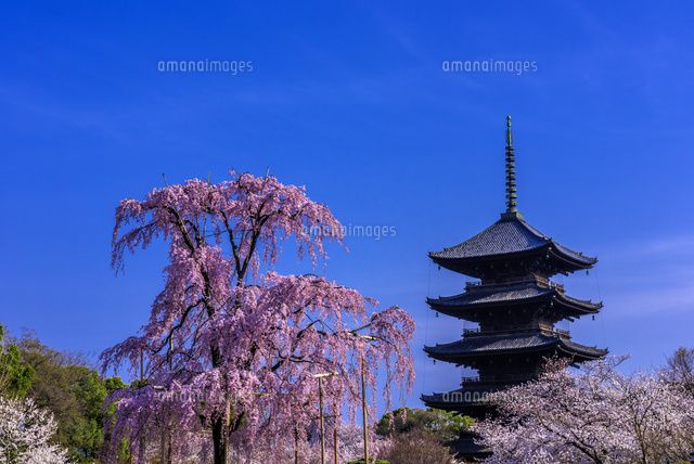 しだれ桜と東寺五重塔
(c)YOSHITSUGU NISHIGAKI/SEBUN PHOTO