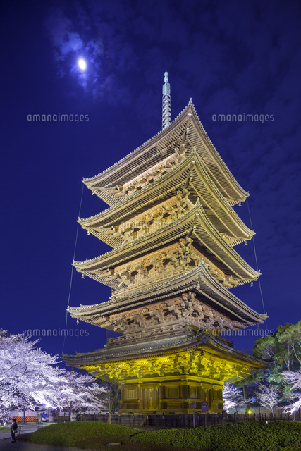桜と東寺五重塔夜景
(c)YOSHITSUGU NISHIGAKI/SEBUN PHOTO