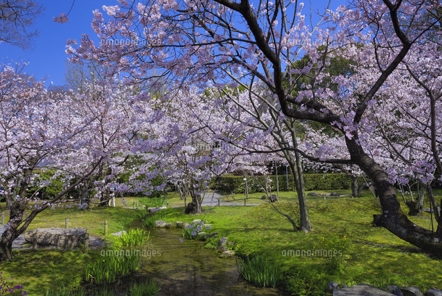 桜咲く東本願寺
(c)YOSHITSUGU NISHIGAKI/SEBUN PHOTO