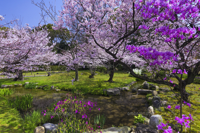 桜咲く東本願寺
(c)YOSHITSUGU NISHIGAKI/SEBUN PHOTO