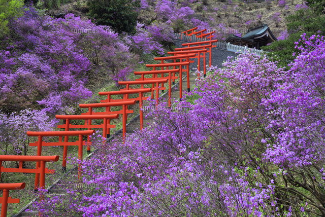 ミツバツツジ咲く獅子崎稲荷神社
(c)YOSHITSUGU NISHIGAKI/SEBUN PHOTO
