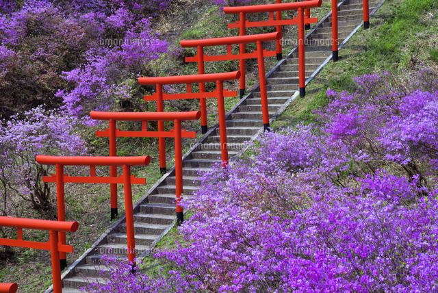ミツバツツジ咲く獅子崎稲荷神社
(c)YOSHITSUGU NISHIGAKI/SEBUN PHOTO