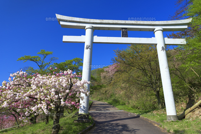 船上山万本桜公園
(c)YOSHITSUGU NISHIGAKI/SEBUN PHOTO