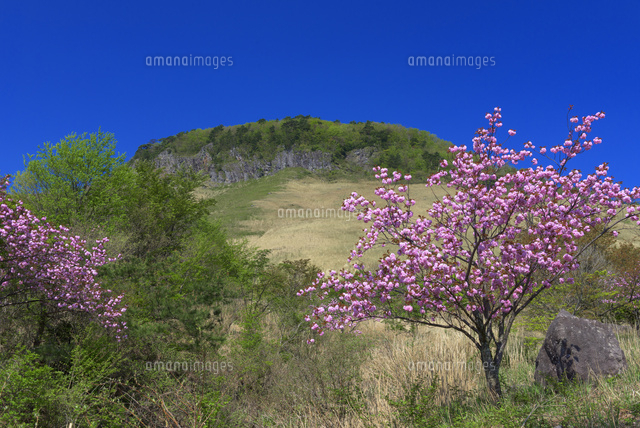 船上山万本桜公園より船上山
(c)YOSHITSUGU NISHIGAKI/SEBUN PHOTO