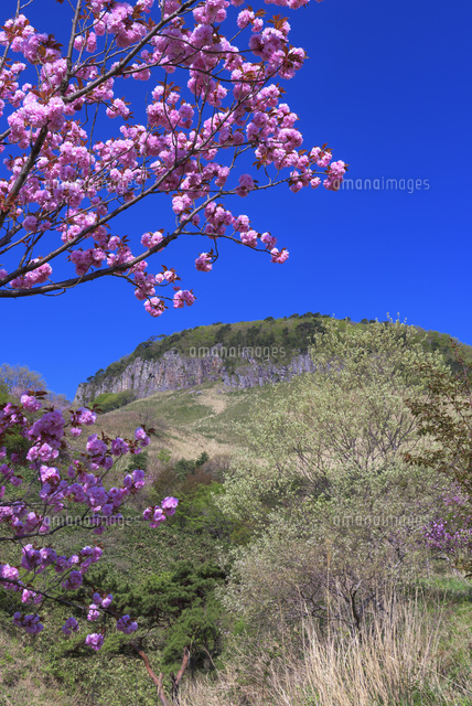船上山万本桜公園より船上山
(c)YOSHITSUGU NISHIGAKI/SEBUN PHOTO