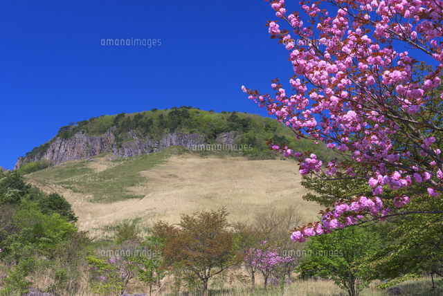 船上山万本桜公園より船上山
(c)YOSHITSUGU NISHIGAKI/SEBUN PHOTO