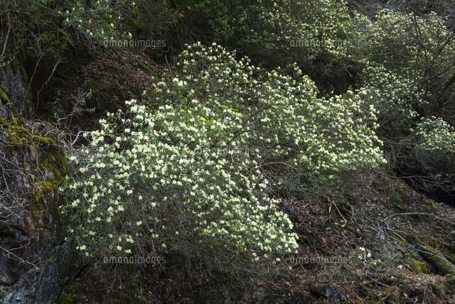 ヒカゲツツジ咲く生野銀山
(c)YOSHITSUGU NISHIGAKI/SEBUN PHOTO