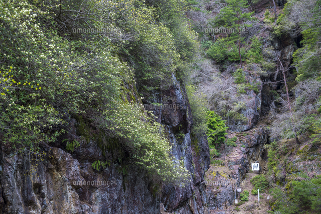ヒカゲツツジ咲く生野銀山
(c)YOSHITSUGU NISHIGAKI/SEBUN PHOTO