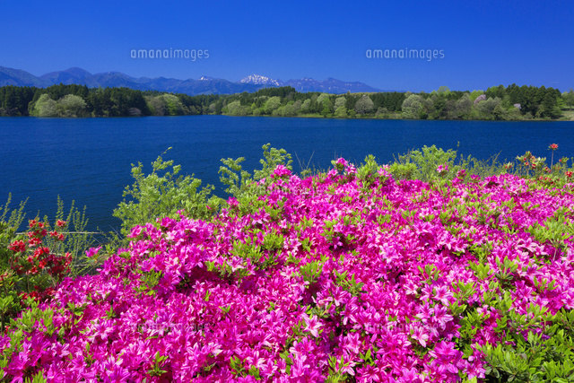 ツツジ咲く大山池と大山
(c)YOSHITSUGU NISHIGAKI/SEBUN PHOTO