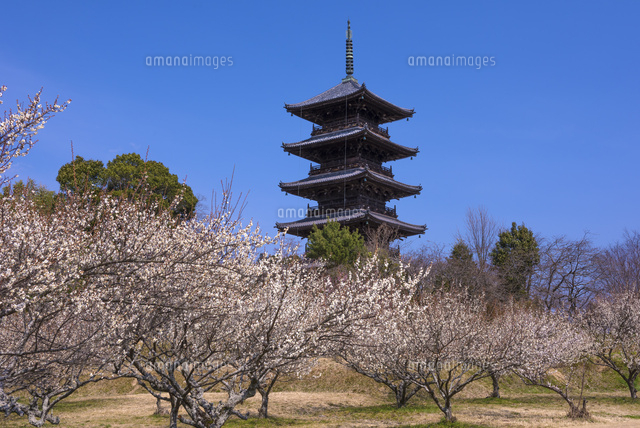 梅の花と備中国分寺
(c)YOSHITSUGU NISHIGAKI/SEBUN PHOTO