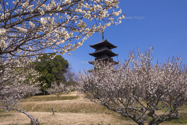 梅の花と備中国分寺
(c)YOSHITSUGU NISHIGAKI/SEBUN PHOTO