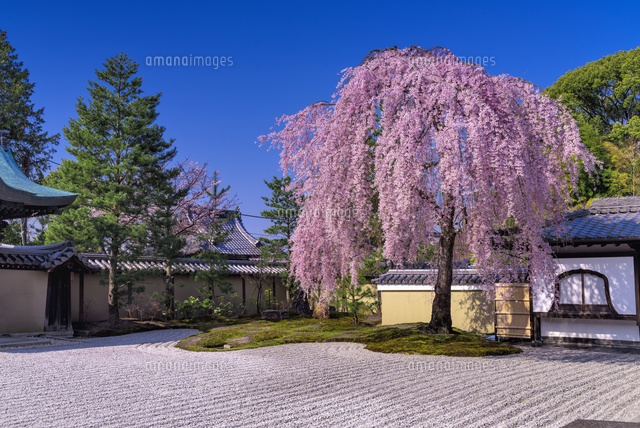 しだれ桜と高台寺庭園
(c)YOSHITSUGU NISHIGAKI/SEBUN PHOTO