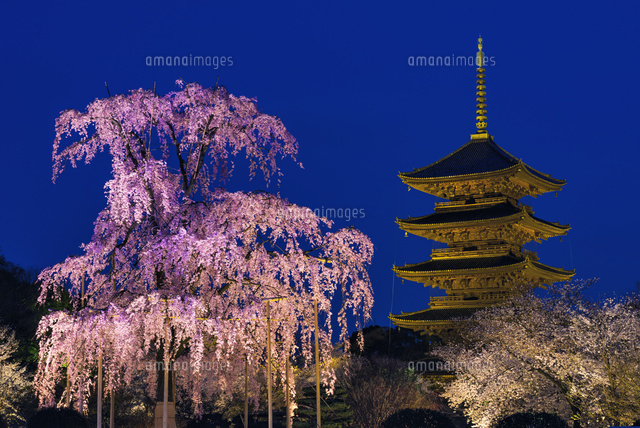 しだれ桜と東寺五重塔夜景
(c)YOSHITSUGU NISHIGAKI/SEBUN PHOTO