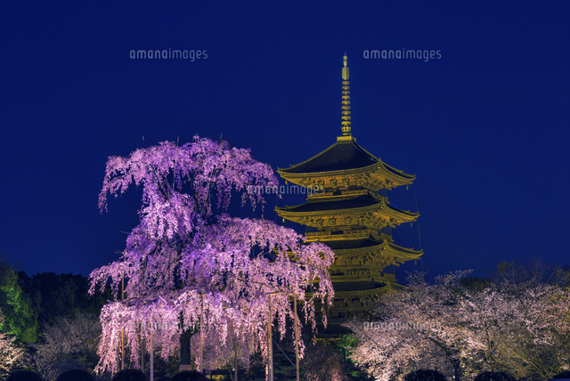 しだれ桜と東寺五重塔夜景
(c)YOSHITSUGU NISHIGAKI/SEBUN PHOTO