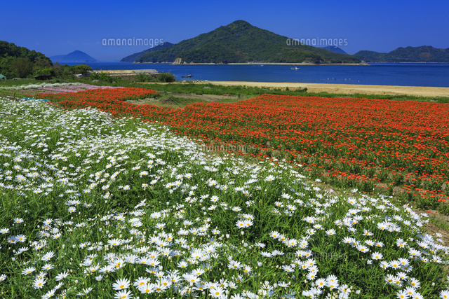 マーガレットと粟島
(c)YOSHITSUGU NISHIGAKI/SEBUN PHOTO