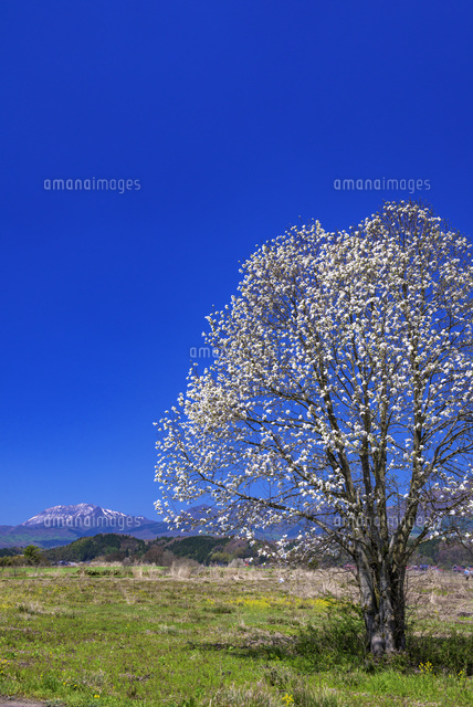 コブシ咲く蒜山高原より大山
(c)YOSHITSUGU NISHIGAKI/SEBUN PHOTO