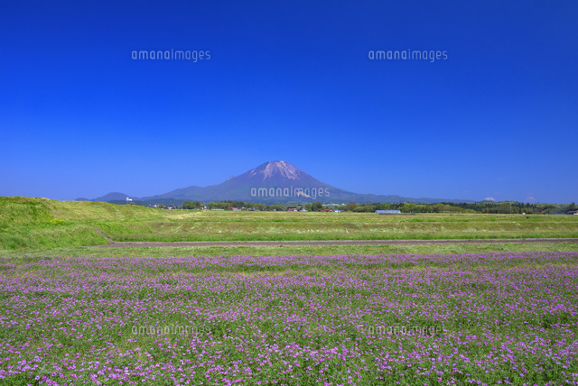 レンゲ畑と大山
(c)YOSHITSUGU NISHIGAKI/SEBUN PHOTO