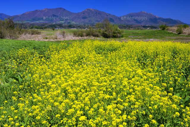 菜の花咲く蒜山高原と蒜山
(c)YOSHITSUGU NISHIGAKI/SEBUN PHOTO