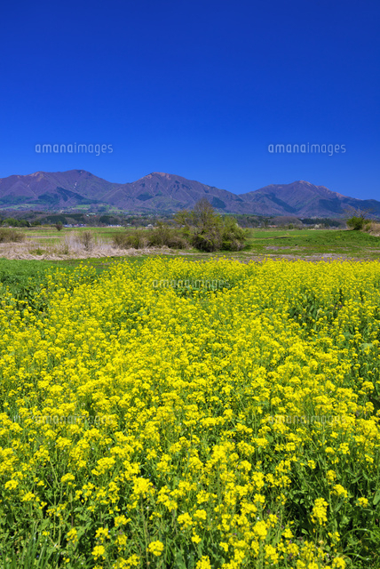 菜の花咲く蒜山高原と蒜山
(c)YOSHITSUGU NISHIGAKI/SEBUN PHOTO