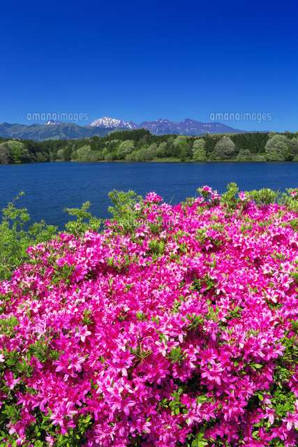 ツツジ咲く大山池と大山
(c)YOSHITSUGU NISHIGAKI/SEBUN PHOTO