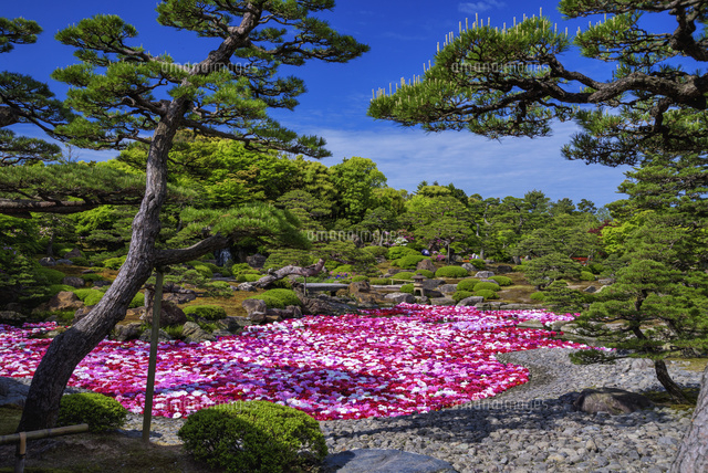 ボタン咲く由志園
(c)YOSHITSUGU NISHIGAKI/SEBUN PHOTO