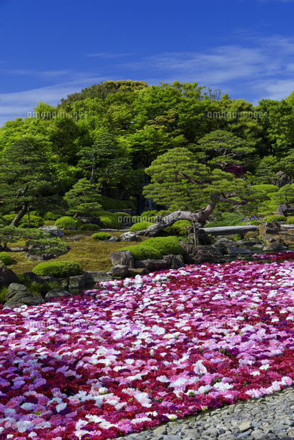 ボタン咲く由志園
(c)YOSHITSUGU NISHIGAKI/SEBUN PHOTO