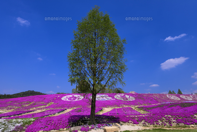シバザクラ咲く花夢の里
(c)YOSHITSUGU NISHIGAKI/SEBUN PHOTO