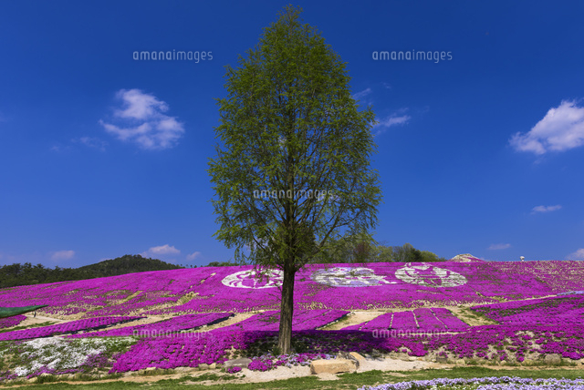 シバザクラ咲く花夢の里
(c)YOSHITSUGU NISHIGAKI/SEBUN PHOTO