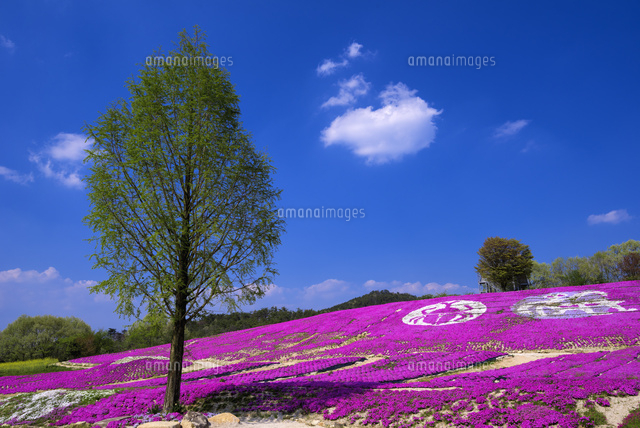 シバザクラ咲く花夢の里
(c)YOSHITSUGU NISHIGAKI/SEBUN PHOTO