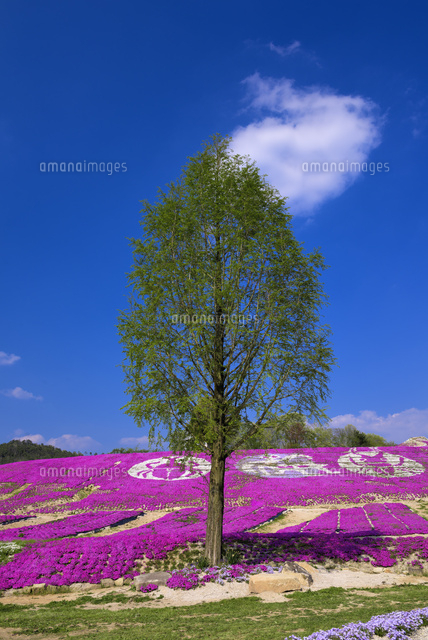 シバザクラ咲く花夢の里
(c)YOSHITSUGU NISHIGAKI/SEBUN PHOTO